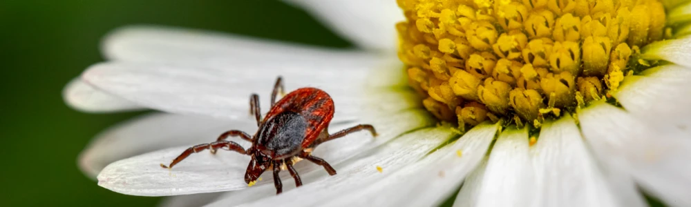 Mis on puukentsefaliit?