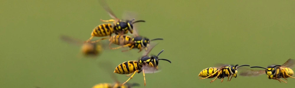 Lapsenes kodums: ko darīt un kā atpazīt alerģisku reakciju?